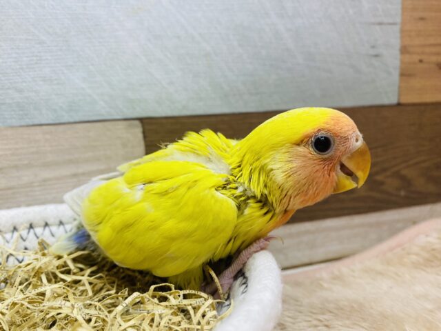 コザクラインコ（小桜インコ）