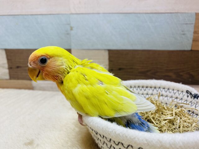 コザクラインコ（小桜インコ）