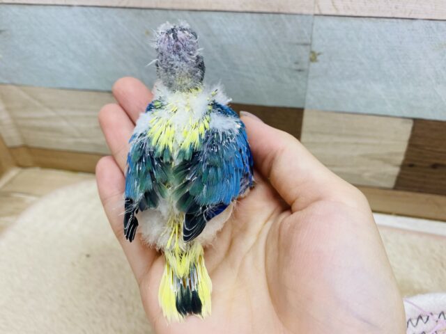 キキョウインコ（桔梗インコ）