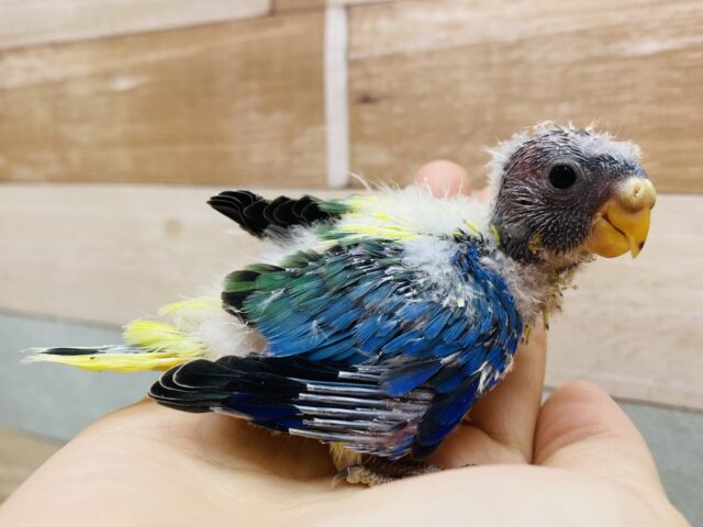 キキョウインコ（桔梗インコ）