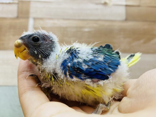 ✨*:.。色とりどりなカラーパレット✨.•*¨*🎨キキョウインコがやって来ました❗️