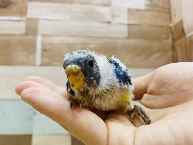 キキョウインコ（桔梗インコ）