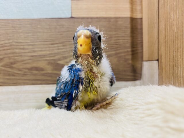 キキョウインコ（桔梗インコ）