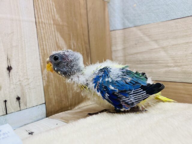 キキョウインコ（桔梗インコ）