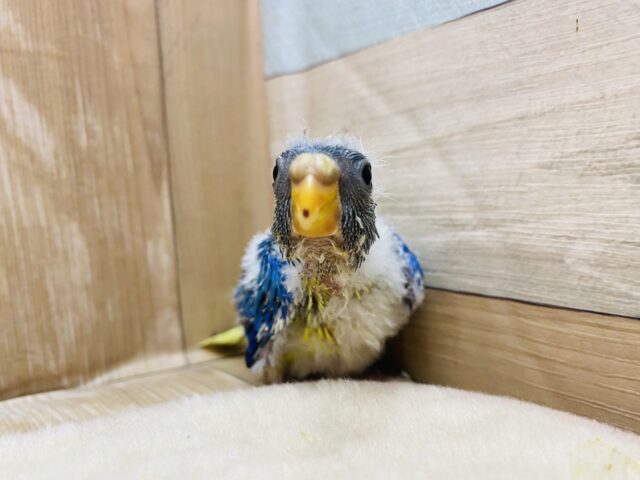 キキョウインコ（桔梗インコ）