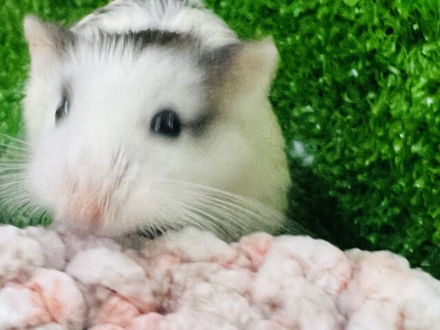 ロボロフスキーハムスター