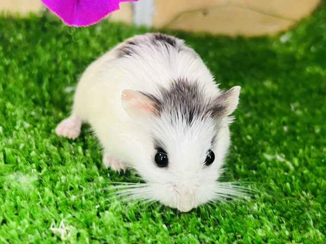 ロボロフスキーハムスター