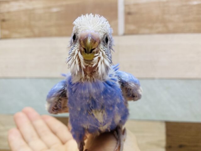 よちよちdancing🕺✨ブルーに包まれたセキセイインコのスパングル💙