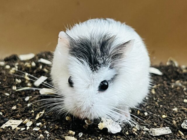 蹴り蹴りダッシュー!障害物競争１位♡ロボロフスキーハムスター（ブルーパイド）女の子♡