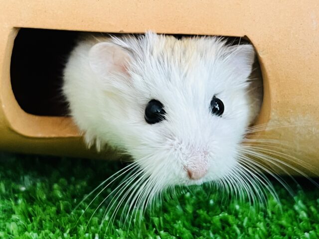 ロボロフスキーハムスター