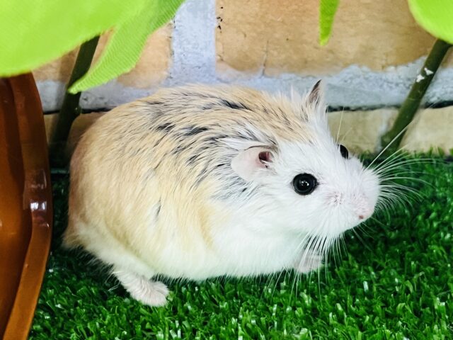 ロボロフスキーハムスター