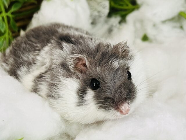 ジャンガリアン