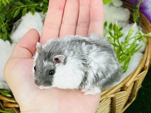 ジャンガリアン