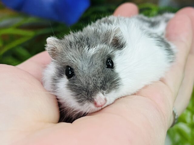 大理石みたいなハムちゃん⁈ブルーパイドハムスターの男の子☆