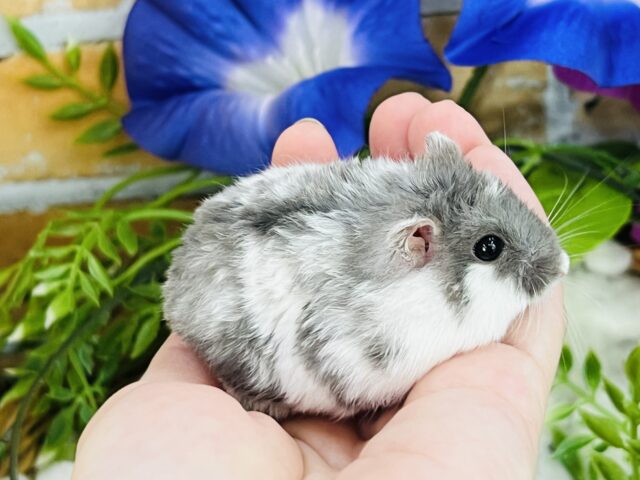 ジャンガリアン