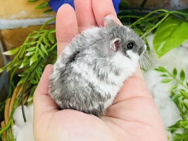 ジャンガリアン