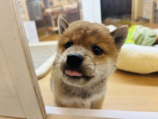 柴犬