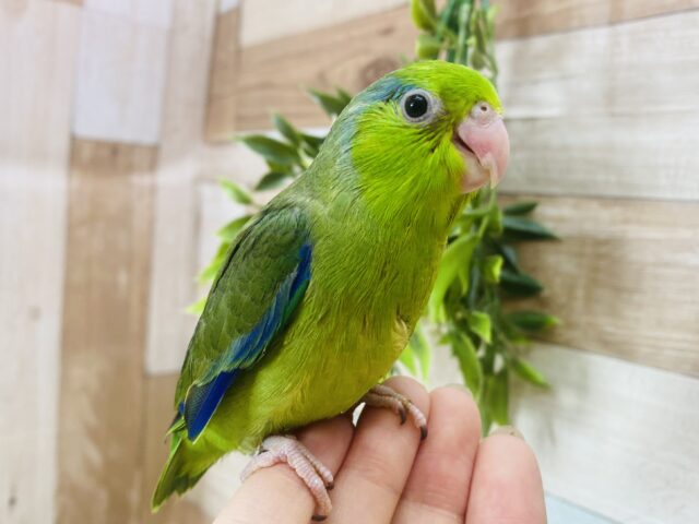 やんちゃな僕についておいで〜.ᐟ.ᐟ⭐️マメルリハインコの男の子💚