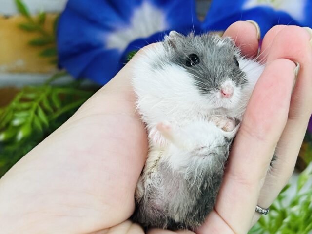 ジャンガリアン