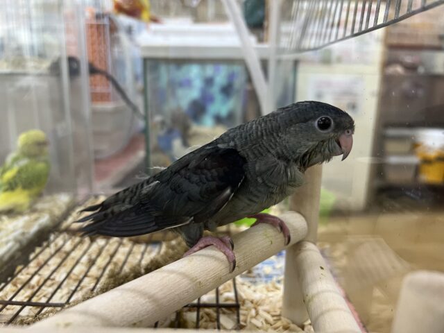 サザナミインコ