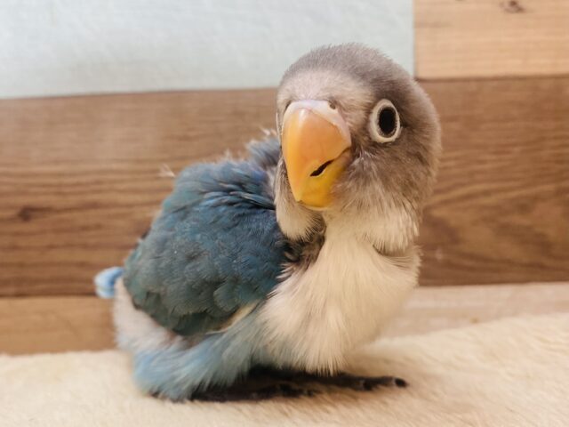 最新画像有ります‎⌣̈👍🏻 ̖́-‬‎ちょっぴり久々のご紹介になります〜✨人気者なんです！ブルーボタンインコ⭐️