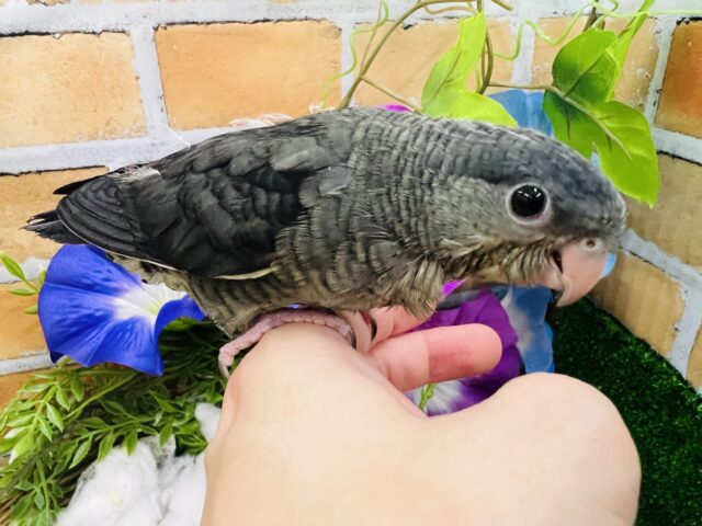サザナミインコ