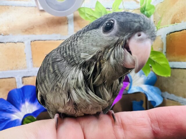 サザナミインコ