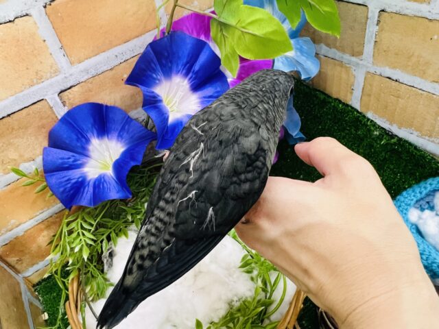 サザナミインコ