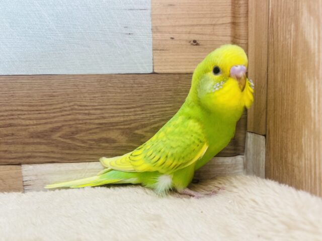 セキセイインコ