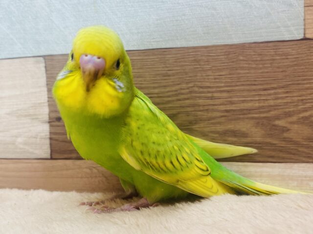 セキセイインコ