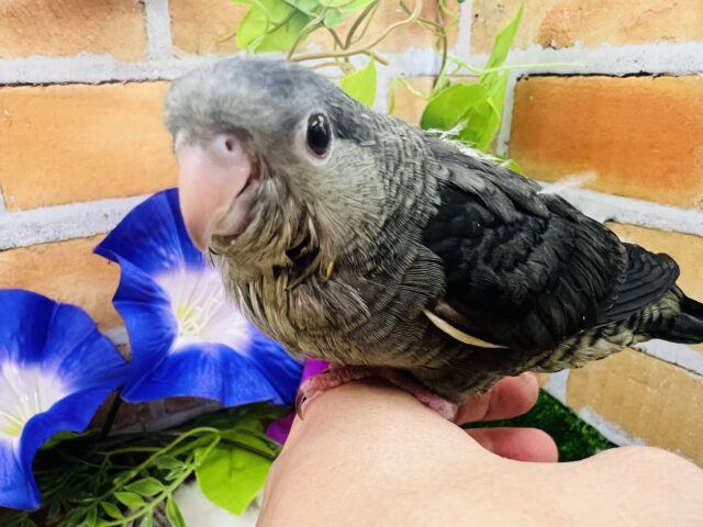 サザナミインコ