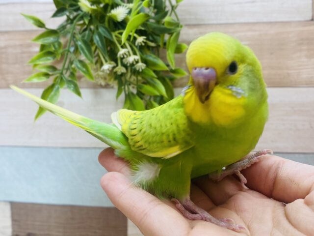 セキセイインコ