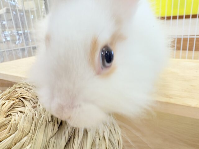 ライオンラビット