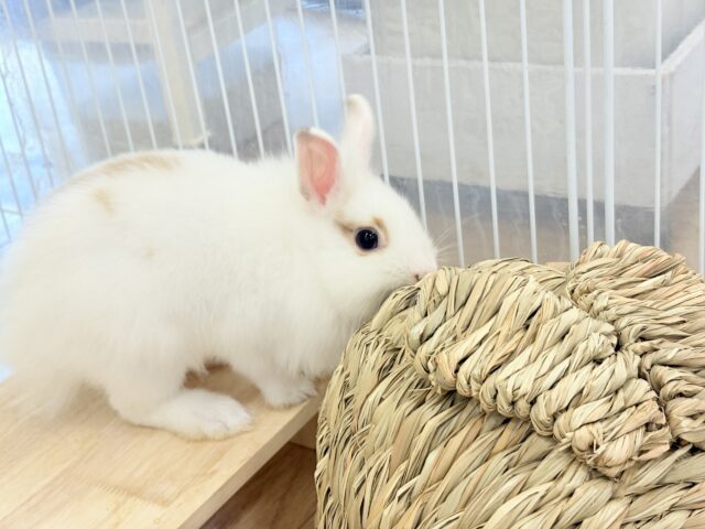 ライオンラビット