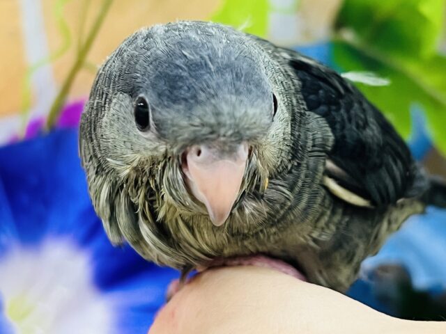 サザナミインコ