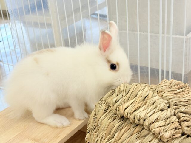 【最新画像更新🪄】もふもふの天使🧚ライオンラビット(ブロークン) 女の子 ライオンラビット