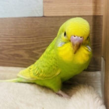 最新画像有ります⭐️𓂃꙳⋆グリーンのドレスに包まれちゃいました💚セキセイインコ（スパングル）🔆