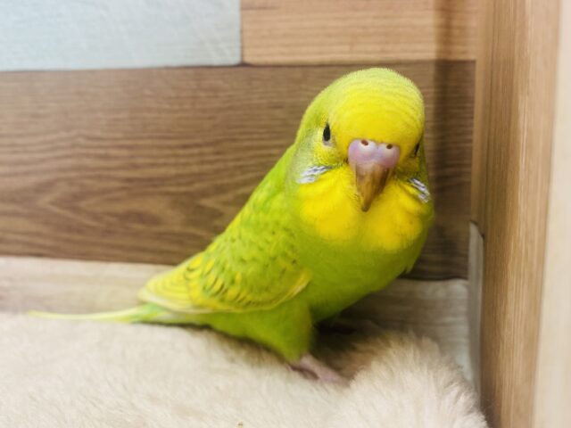 最新画像有ります⭐️𓂃꙳⋆グリーンのドレスに包まれちゃいました💚セキセイインコ（スパングル）🔆