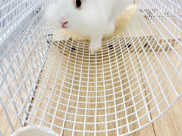 ライオンラビット