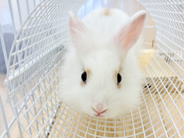 ライオンラビット