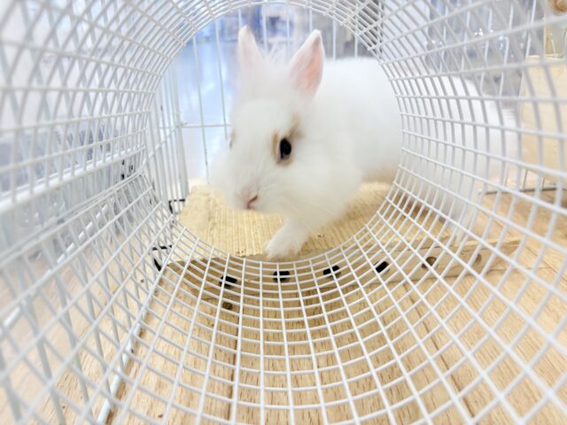 ライオンラビット