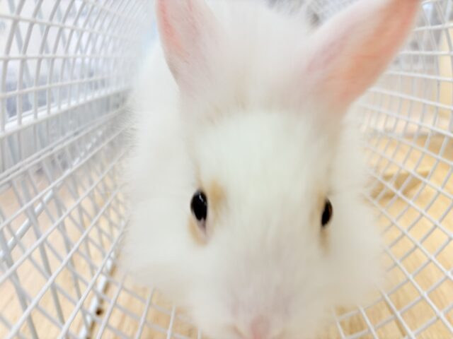 ライオンラビット