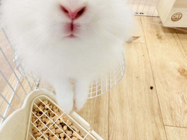 【最新画像更新🪄】もふもふの天使🧚ライオンラビット(ブロークン) 女の子 ライオンラビット