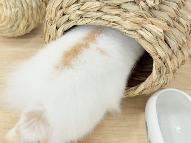 ライオンラビット