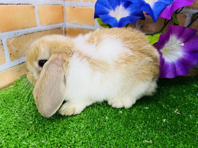 ホーランドロップ