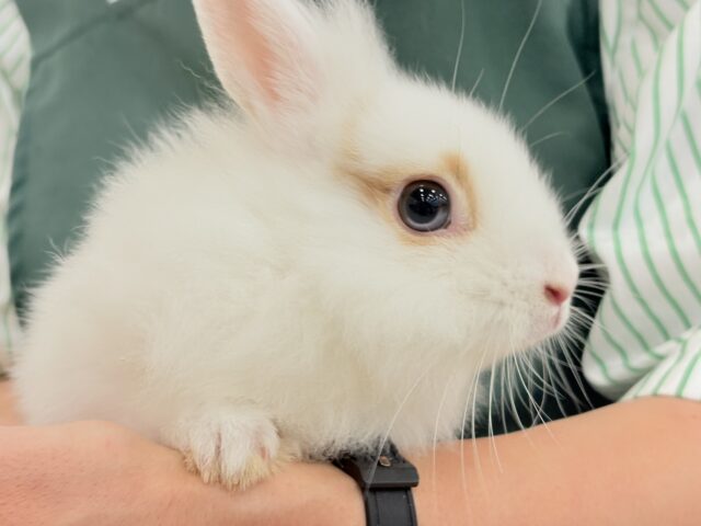 【最新画像更新🪄】もふもふの天使🧚ライオンラビット(ブロークン) 女の子 ライオンラビット