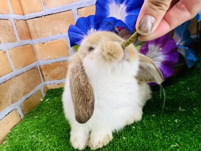 ホーランドロップ