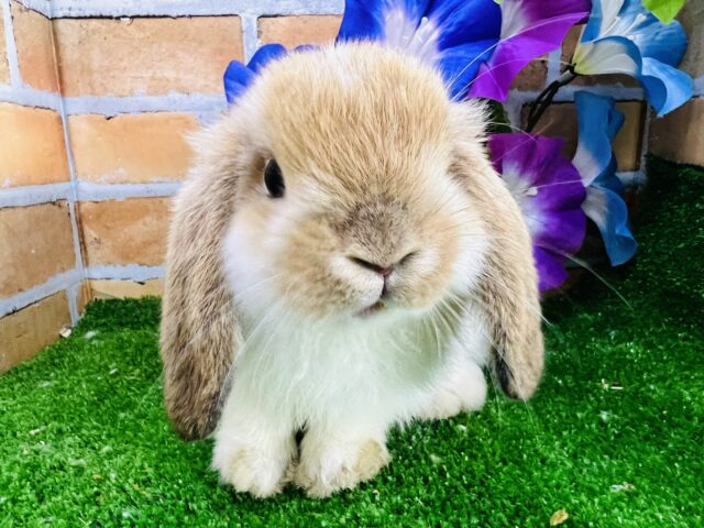 ホーランドロップ