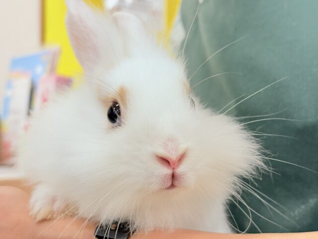 ライオンラビット