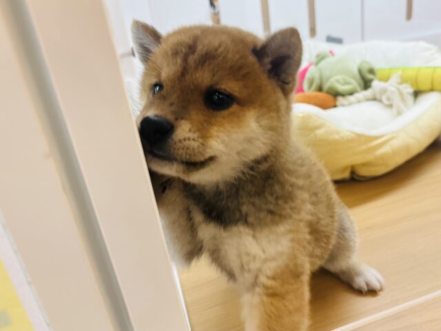 柴犬
